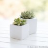 White mini planters - Sample pack